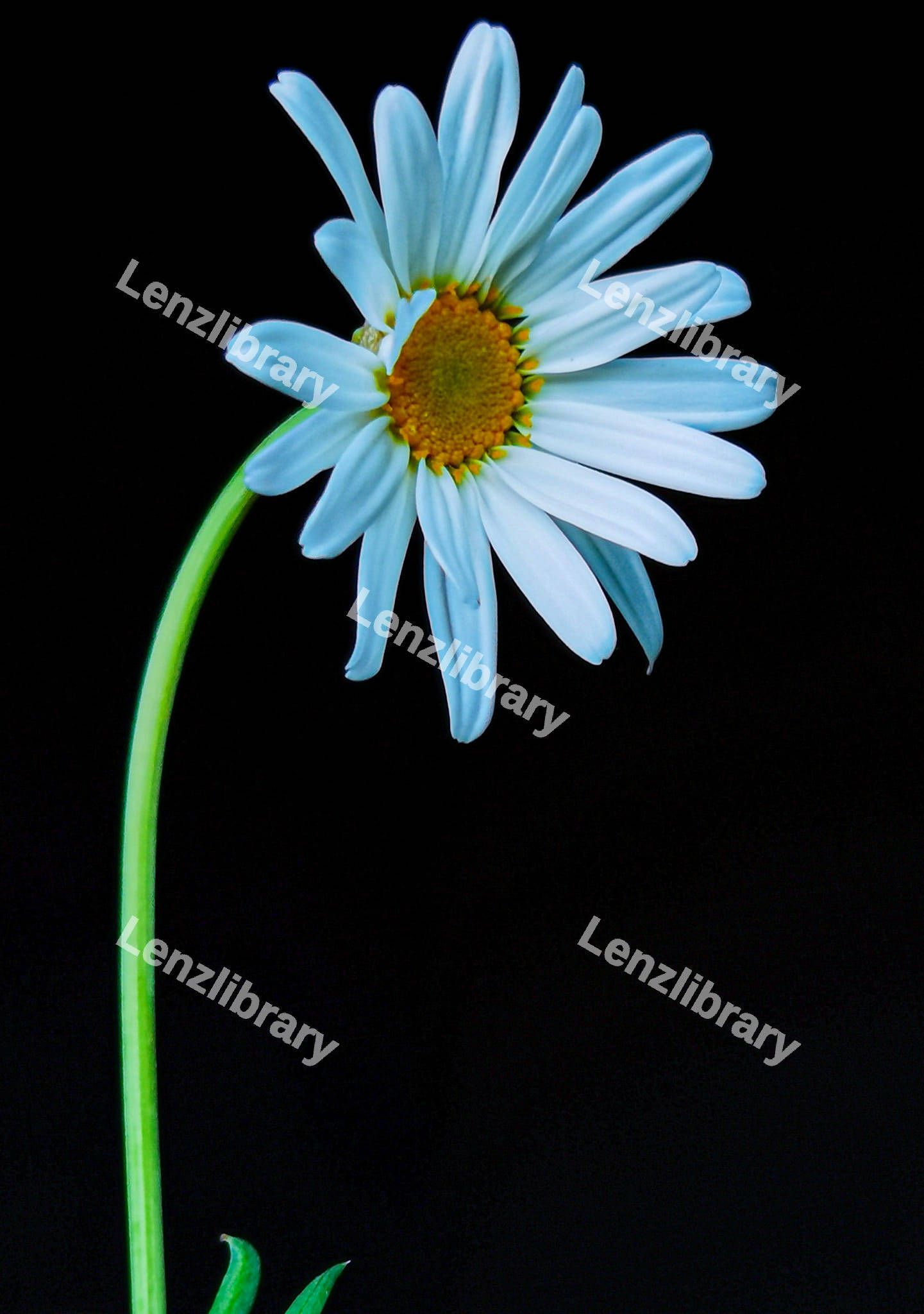 White Daisy flower